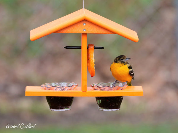  AmishToyBox.com Oriole Bird Feeder - Deluxe Triple Deck  Jelly-Cup Oriole Feeder with Orange Holder Pegs - Made in The USA with Poly  Lumber (All Orange) : Patio, Lawn & Garden