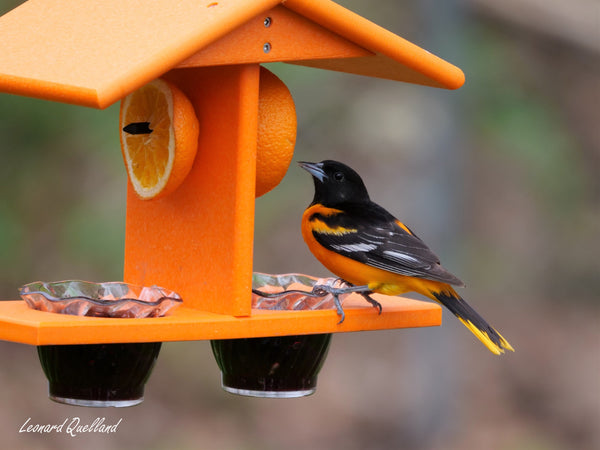  AmishToyBox.com Oriole Bird Feeder - Deluxe Triple Deck  Jelly-Cup Oriole Feeder with Orange Holder Pegs - Made in The USA with Poly  Lumber (All Orange) : Patio, Lawn & Garden