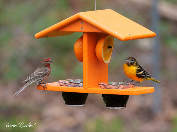  AmishToyBox.com Oriole Bird Feeder - Deluxe Triple Deck  Jelly-Cup Oriole Feeder with Orange Holder Pegs - Made in The USA with Poly  Lumber (All Orange) : Patio, Lawn & Garden