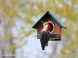 Peanut Butter Bird Feeder, Eco-Friendly Poly Lumber, Fits 18 Oz. Jar of Peanut Butter