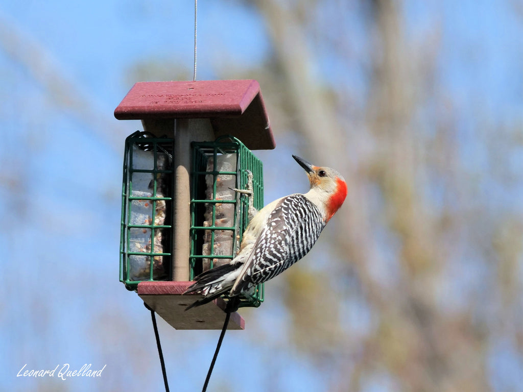 Amish-Made Double Suet Bird Feeder, Eco-Friendly Poly Lumber