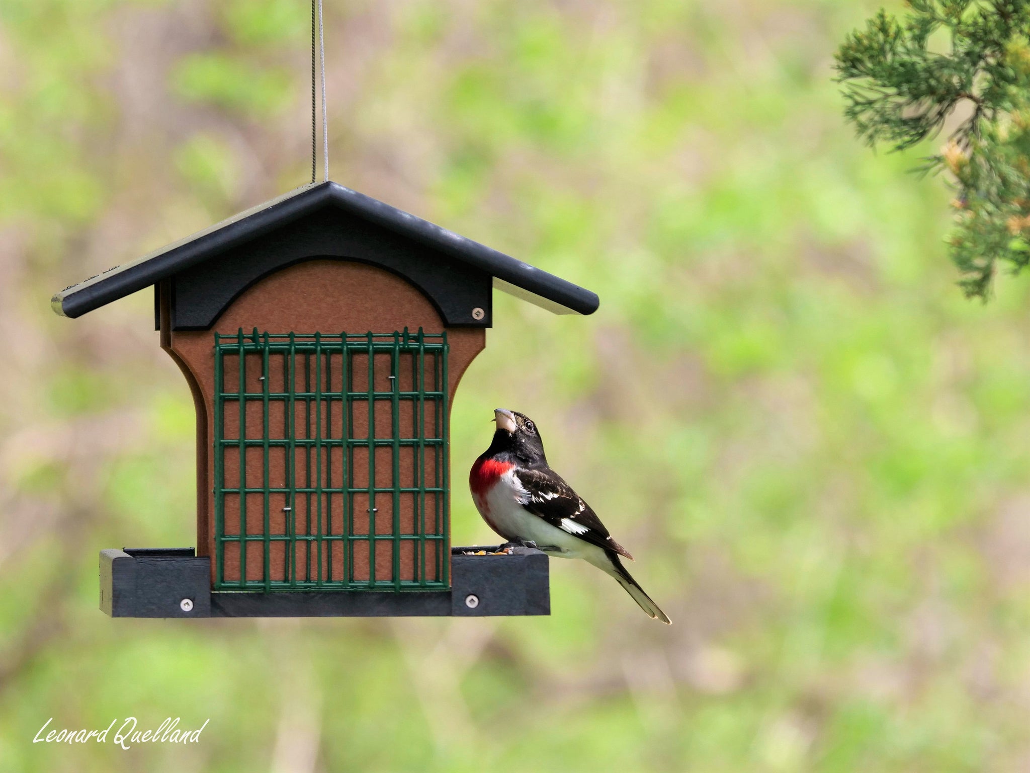 Amish-Made Deluxe Bird Feeder with Suet Holder, Eco-Friendly Poly